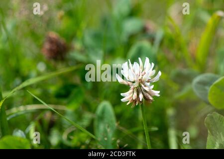 Gros plan d'une floraison de trèfle blanc dans un pré de foin traditionnel. North Yorkshire, Royaume-Uni. Animaux domestiques acceptés. Banque D'Images