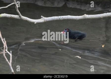 Un poussin de Moorhen Gallinula chloropus sur le lac de plaisance de Trenance dans les jardins de Trenance à Newquay en Cornouailles. Banque D'Images