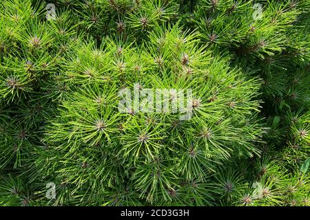 Jeunes branches vertes de pin dans le jardin, à proximité. Décoration nature printanière. Pin-arbre et conifères en conception de paysage. Banque D'Images