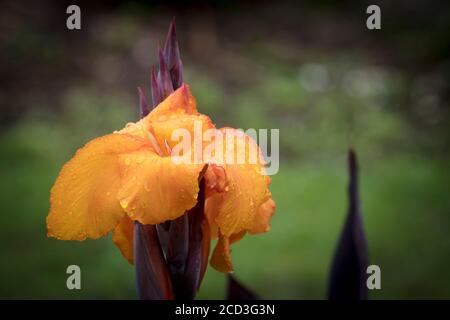 Gouttelettes de pluie sur les pétales de la fleur d'un Lily de Canna. Banque D'Images