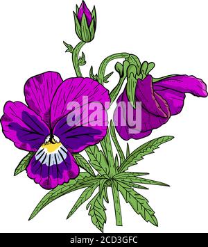 Cliquez sur des fleurs de pansy dessinées à la main. Illustration de Vecteur
