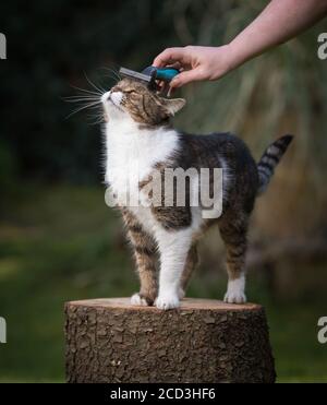 tabby blanc british shorthair chat debout sur une souche d'arbre en appréciant d'être soigné par une main de femme avec un pinceau dedans le jardin Banque D'Images