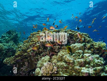 Anthias ou Goldies de LyRetail, Pseudanthias squamipinnis, en haut du récif, Marsa Alam, Égypte, Mer Rouge Banque D'Images