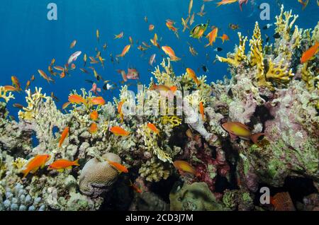 Anthias ou Goldies de LyRetail, Pseudanthias squamipinnis, en haut du récif, Marsa Alam, Égypte, Mer Rouge Banque D'Images