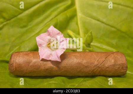 Fleur de la plante du tabac Nicotiana tabacum Banque D'Images