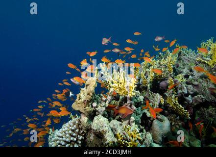 Anthias ou Goldies de LyRetail, Pseudanthias squamipinnis, en haut du récif, Marsa Alam, Égypte, Mer Rouge Banque D'Images