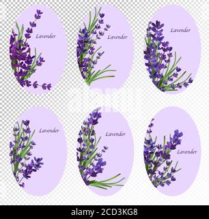Collection de bouquets de six ensembles de fleurs de lavande violette. Bannière fleurs lavande pour produits de parfumerie, produits de soins de santé, invitation à un mariage. Ensemble d'illustrations vectorielles Illustration de Vecteur