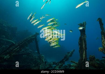 Groupe de Goatfish à nageoires jaunes, Mulloidichthys vanicolensis, sur épave, Marsa Alam, Mer Rouge, Egyp Banque D'Images