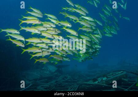 Groupe de Goatfish à nageoires jaunes, Mulloidichthys vanicolensis, sur épave, Marsa Alam, Mer Rouge, Egyp Banque D'Images