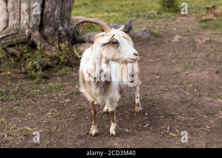 Une chèvre blanche posant pour l'appareil photo tout en regardant bien. C'est une chèvre qui vit à la ferme. Banque D'Images
