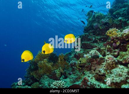 Trois butterflyfish masqués, Chaetodon semilarvatus, nageant au-dessus du récif, Marsa Alam, Égypte Banque D'Images