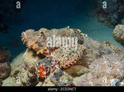 Scorpionfish tassled, Scorpaneopsis oxcephala, camouflage, sur le récif corallien, Egypte, Mer Rouge Banque D'Images