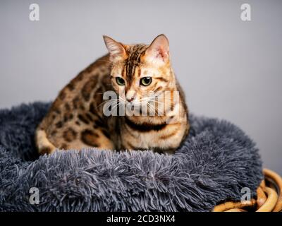 Studio Portrait du jeune chat Bengale dans son lit de chat Banque D'Images