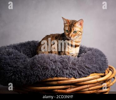 Studio Portrait du jeune chat Bengale dans son lit de chat Banque D'Images