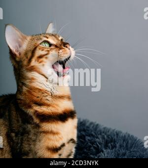 Studio Portrait du jeune chat Bengale dans son lit de chat Banque D'Images