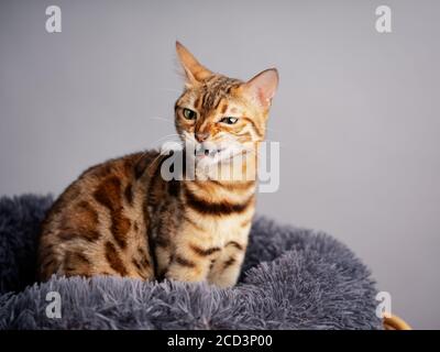 Studio Portrait du jeune chat Bengale dans son lit de chat Banque D'Images