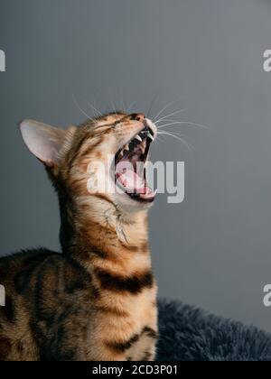 Studio Portrait du jeune chat Bengale dans son lit de chat Banque D'Images