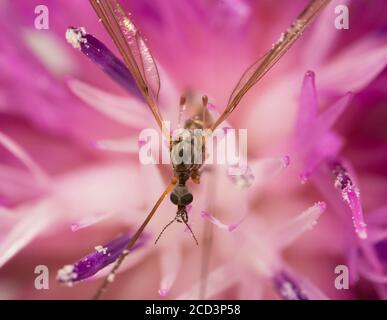 Vue macro de Crane Fly sur la fleur rose. Tipula maxima. Banque D'Images