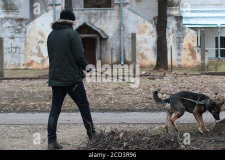 Chien mixte (moitié berger allemand) marchant avec son propriétaire lors d'une journée froide dans le parc, à l'arrière-plan est la vieille église Banque D'Images