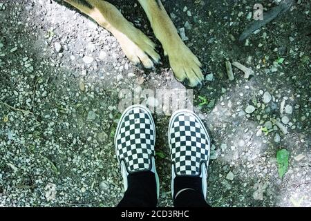 Pattes pour chiens et pieds de propriétaire portant des chaussures de van Banque D'Images