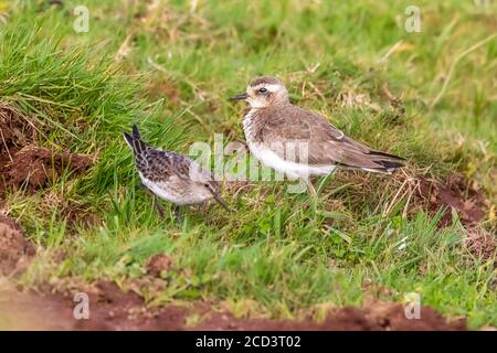 Premier hiver Pluvier Caspien (Charadrius asiaticus) Assis à côté d'un sandpiper à rumped blanc (Charadrius fuscicollis) Dans Mountain Reservoir Banque D'Images