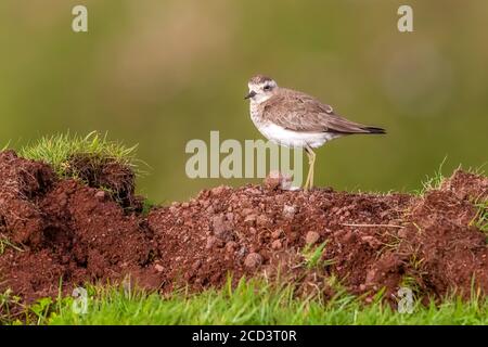 Premier hiver Pluvier Caspien (Charadrius asiaticus) assis à Mountain Reservoir, Corvo, Açores, Portugal. Banque D'Images