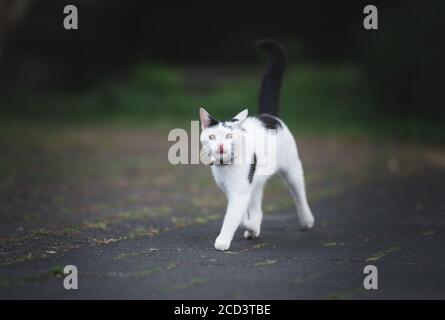 chat de shorthair domestique noir et blanc sur le trottoir regarder la caméra et sortir la languette Banque D'Images