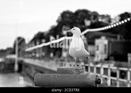 Photos en noir et blanc de pêcheurs qui espèrent une prise à marée haute sur l'esplanade Penarth. La promenade est populaire auprès des habitants de la région et des touristes. Banque D'Images