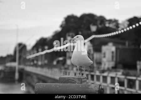 Photos en noir et blanc de pêcheurs qui espèrent une prise à marée haute sur l'esplanade Penarth. La promenade est populaire auprès des habitants de la région et des touristes. Banque D'Images