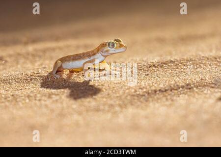 Dune Gecko nain (Stenodactylus petrii) sur le sable le long de la route Dakhla - Aousserd, Sahara occidental, Maroc. Banque D'Images