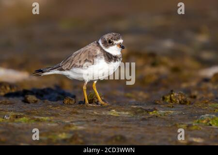 Adulte hiver Pluvier semipalmé (Charadrius semipalmatus) debout dans le méplat de Cabo da Praia, Terceira, Açores, Portugal. Banque D'Images