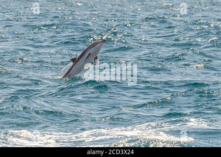 Dauphin à rayures (Stenella coeruleoalba) sautant au large de Tarifa, tout droit de Gibraltar, Espagne. Banque D'Images