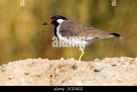 Lapwing adulte de l'Ouest à puissance rouge (Vanellus indicus aigneri) assis sur un terrain à Jarha Pool, Koweït. Banque D'Images