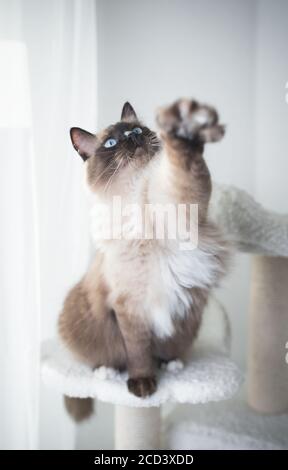 Seal Colorpoint Ragdoll Cat debout sur un poteau rayant atteignant pour le jouet de chat Banque D'Images