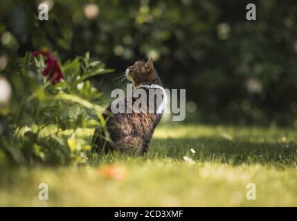 tabby blanc british shorthair chat debout dans le jardin d'observation oiseaux par jour ensoleillé Banque D'Images