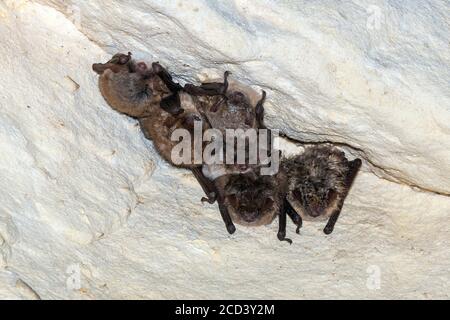 4 la chauve-souris de Geoffroy (Myotis emarginatus) et 2 la chauve-souris de Natterer (Myotis nattereri) perchées dans une grotte du Mont Saint Pierre, Liège, Belgique. Banque D'Images