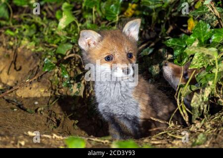 Jeune renard rouge européen (Vulpes vulpes crucigera) assis devant le den, Woluwé St Lambert, Bruxelles, Belgique. Banque D'Images