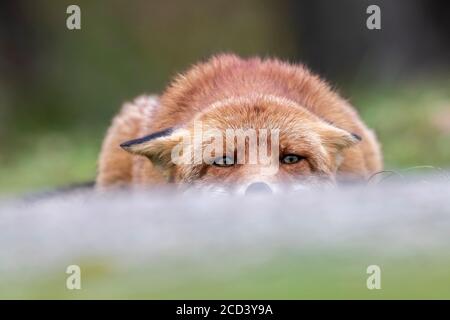 Renard rouge européen (Vulpes vulpes crucigera) assis à Amsterdam Waterleidingduinen, Noord-Hollande, pays-Bas. Banque D'Images