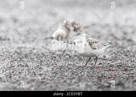 Premiers hivers Sanderling (Calidris alba) essayer de faire face à une forte pluie venteuse à Ribeira Grande, Sao Miguel, Açores, Portugal. Banque D'Images