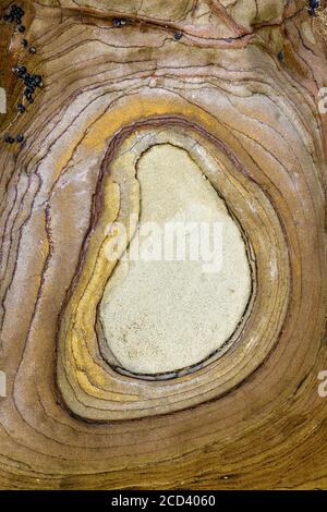 Gros plan sur les formations rocheuses géologiques de boue de Buckleton Beach, Nouvelle-Zélande. Banque D'Images