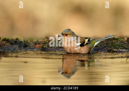 Chaffin commun (Fringilla coelebs) Assis dans l'eau à Utrechtse Heuvelrug pays-Bas Banque D'Images