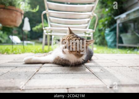 chat allongé sur l'herbe se détendant à l'ombre d'un coucher de soleil sur une chaude et ensoleillée journée d'été à l'extérieur dans le jardin Banque D'Images