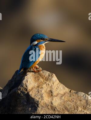 Un beau Kingfisher commun (Alcedo atthis), perché sur un rocher à Mangalore à Karnataka, en Inde. Banque D'Images