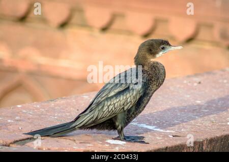 Différents types d'oiseaux à fatehpur sikri Agra Banque D'Images