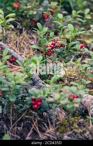 Lingon et baies bleues des forêts suédoises. Banque D'Images