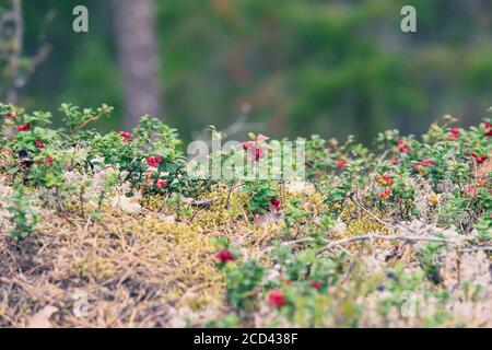 Lingon et baies bleues des forêts suédoises. Banque D'Images