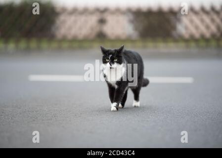 chat de shorthair domestique noir et blanc qui se promo dans la rue avec les oreilles repliées vers l'arrière Banque D'Images