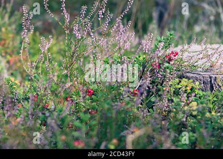 Lingon et baies bleues des forêts suédoises. Banque D'Images