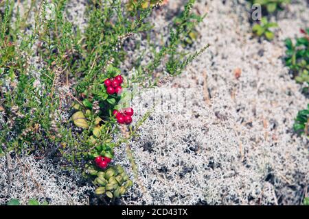 Lingon et baies bleues des forêts suédoises. Banque D'Images