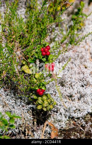 Lingon et baies bleues des forêts suédoises. Banque D'Images